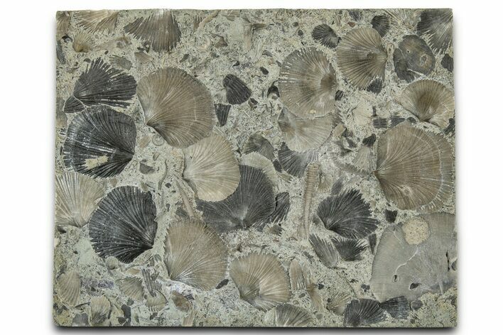 Fossil Brachiopod and Worm Tube Plate - Indiana #325728